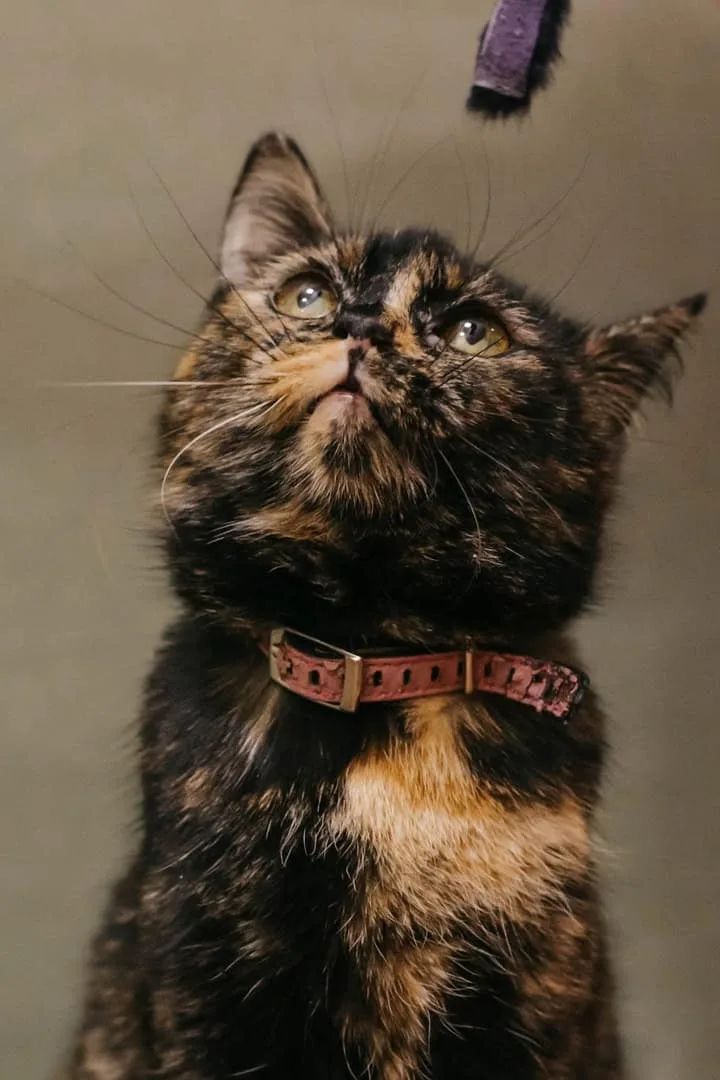 Кошка Моти, кошка, Приют «Преданное сердце», Санкт-Петербург. Фото 2 из 8.