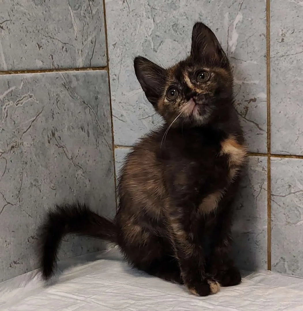 Кошка Моти, кошка, Приют «Преданное сердце», Санкт-Петербург. Фото 3 из 8.