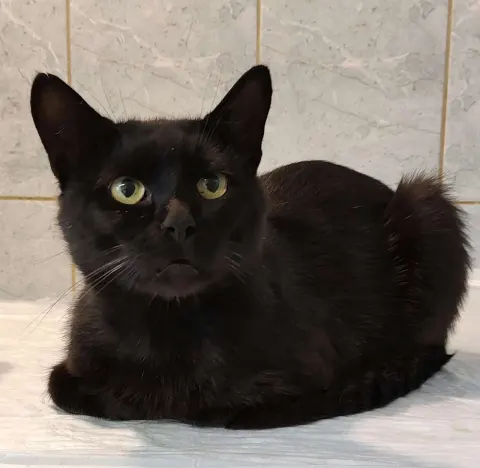 Бриошь — кошка Около 6 лет, Санкт-Петербург
