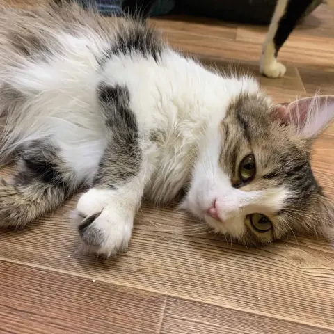 Алма — кошка Около 3 лет, Санкт-Петербург