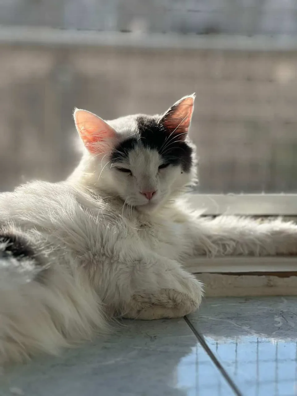 Кошка Фима, кот, Приют «Преданное сердце», Санкт-Петербург. Фото 4 из 18.
