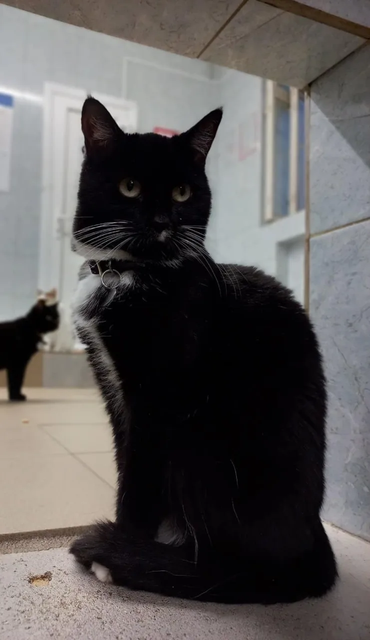 Кошка Вайри, кошка, Приют «Преданное сердце», Санкт-Петербург. Фото 7 из 9.
