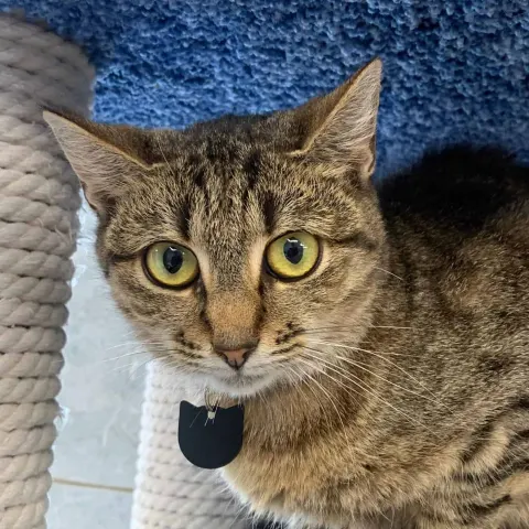 Мио — кошка Около 5 лет, Санкт-Петербург
