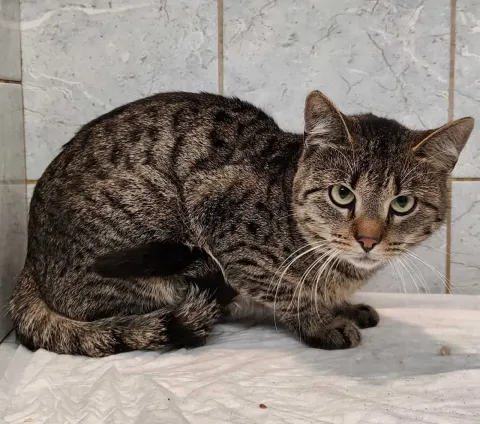 Лапик — кошка Около 5 лет, Санкт-Петербург