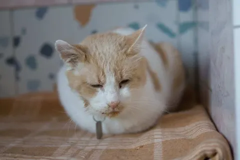 Тимыч — кошка Около 8 лет, Санкт-Петербург