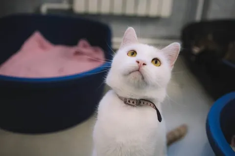 Заир — кошка Около 3 лет, Санкт-Петербург