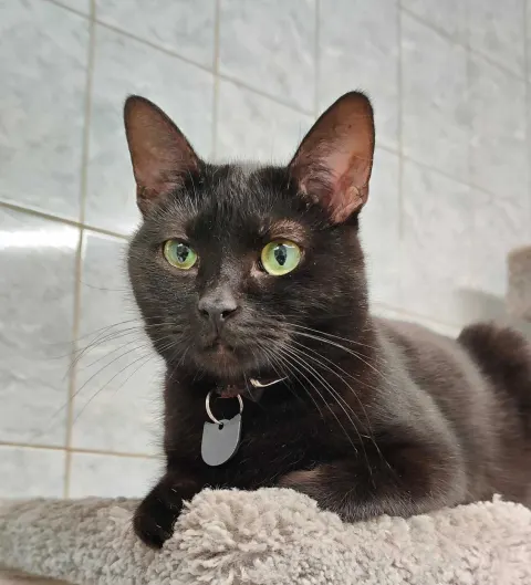 Элви — кошка Около 8 лет, Санкт-Петербург