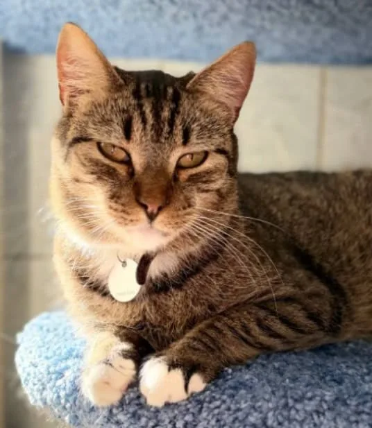 Кошка Озка, кот, Приют «Преданное сердце», Санкт-Петербург. Фото 3 из 15.