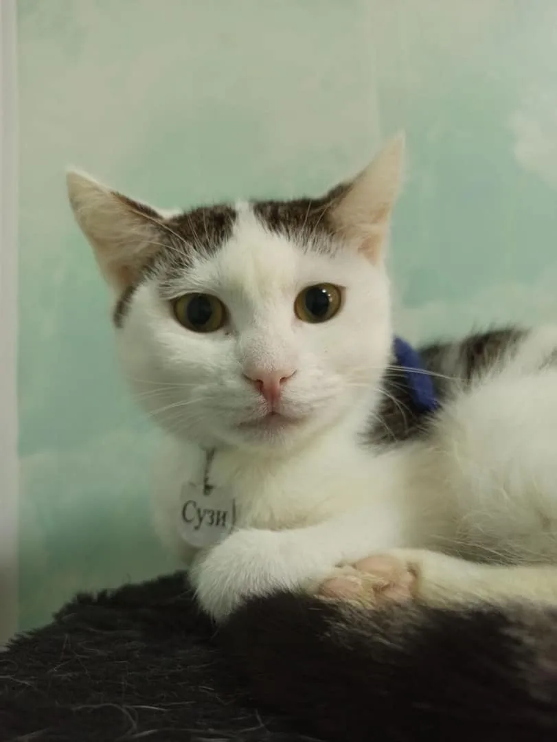 Кошка Сузи, кошка, Приют «Преданное сердце», Санкт-Петербург. Фото 8 из 17.