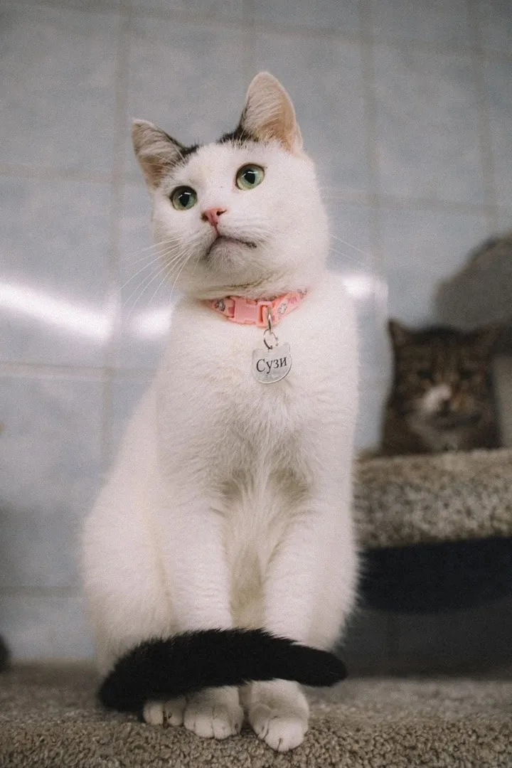 Кошка Сузи, кошка, Приют «Преданное сердце», Санкт-Петербург. Фото 10 из 17.