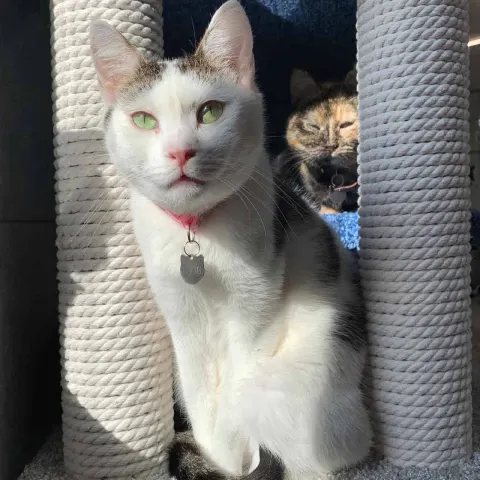 Сузи — кошка Около 4 лет, Санкт-Петербург