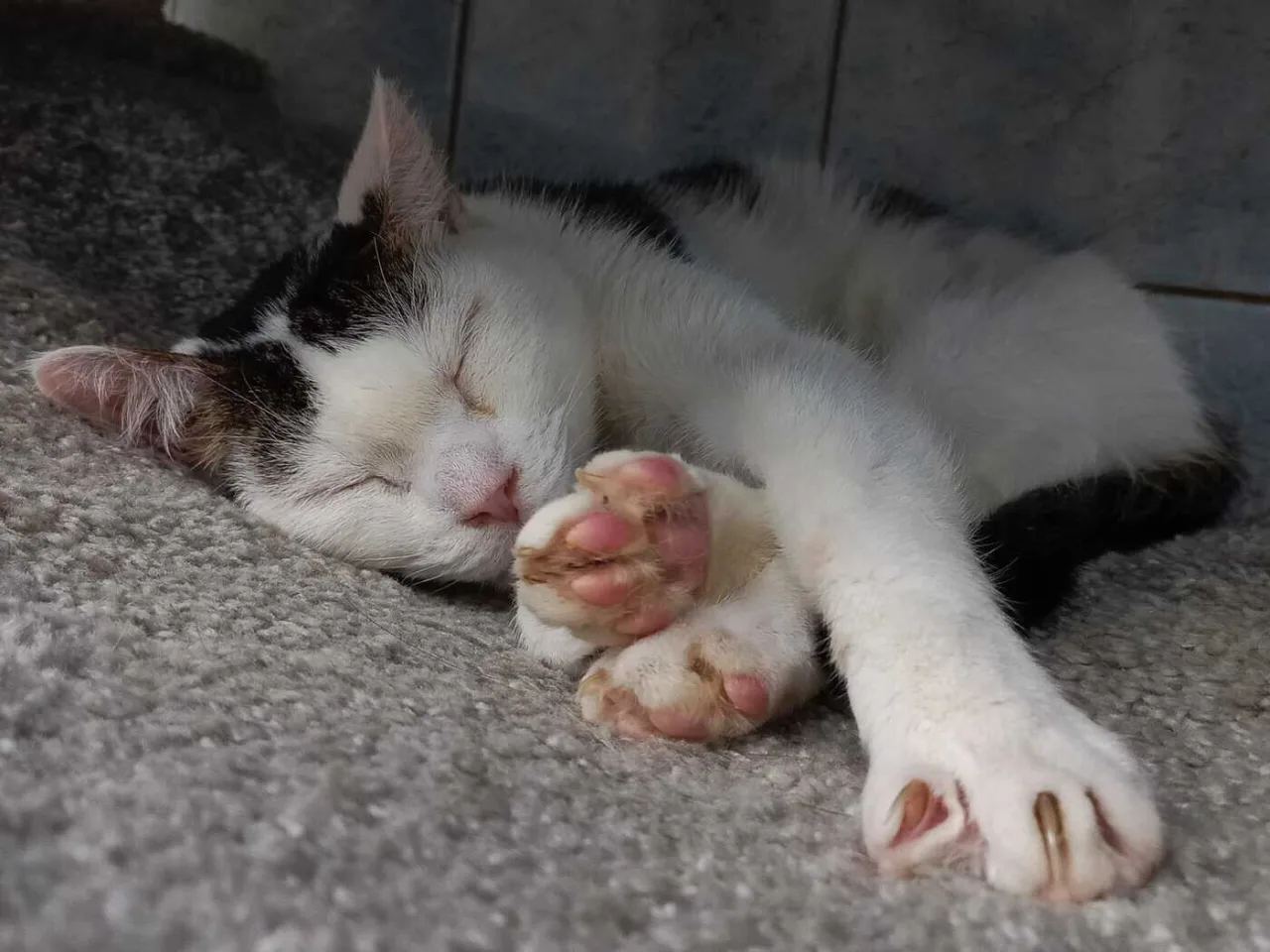 Кошка Сузи, кошка, Приют «Преданное сердце», Санкт-Петербург. Фото 15 из 17.