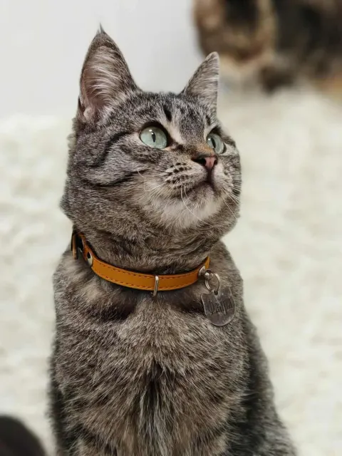 Файра — кошка Около 5 лет, Санкт-Петербург