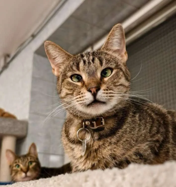 Кошка Тоши, кот, Приют «Преданное сердце», Санкт-Петербург. Фото 8 из 10.