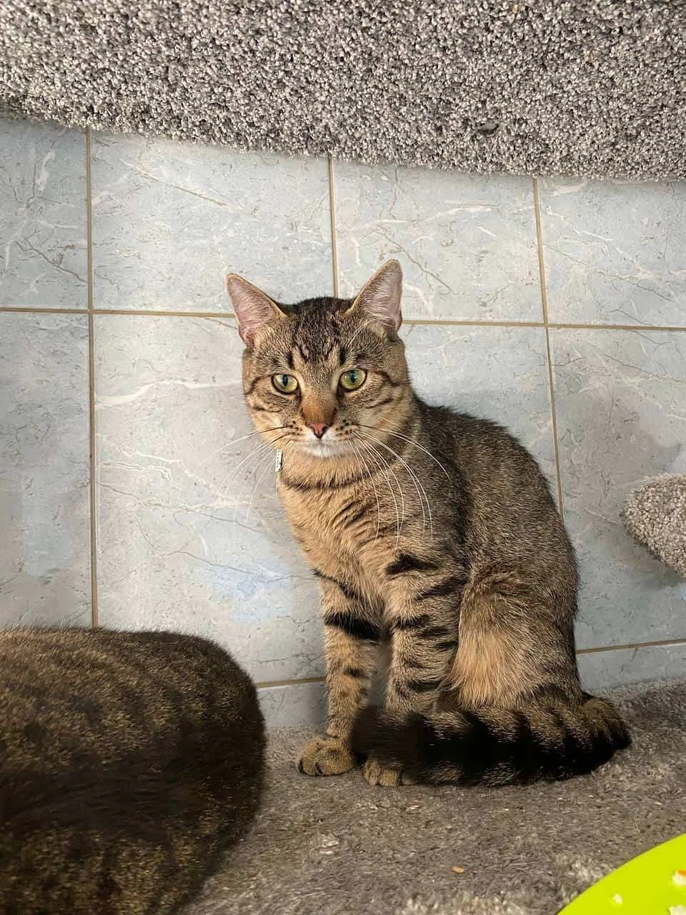 Кошка Воланс, кот, Приют «Преданное сердце», Санкт-Петербург. Фото 5 из 9.