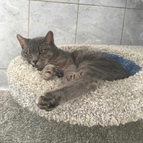 Мерида — кошка Около 6 лет, Санкт-Петербург