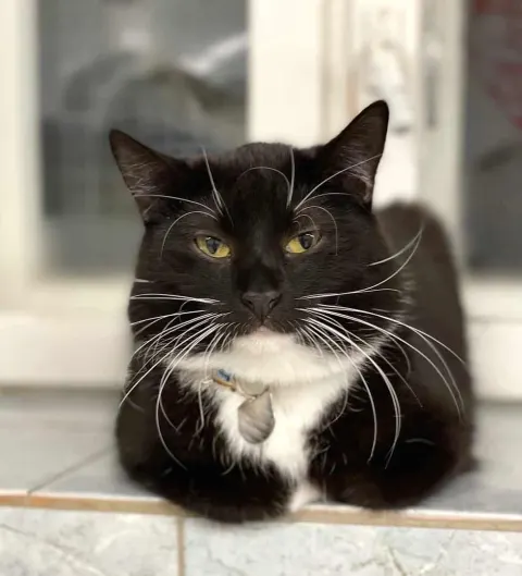 Ю-Ю — кошка Около 9 лет, Санкт-Петербург
