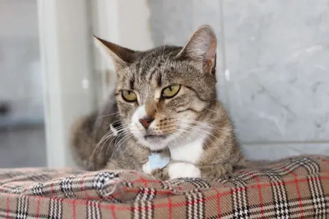 Флекси — кошка Около 8 лет, Санкт-Петербург