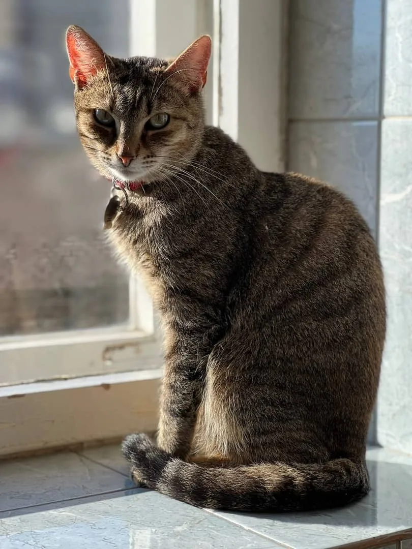 Кошка Пафи, кошка, Приют «Преданное сердце», Санкт-Петербург. Фото 3 из 7.