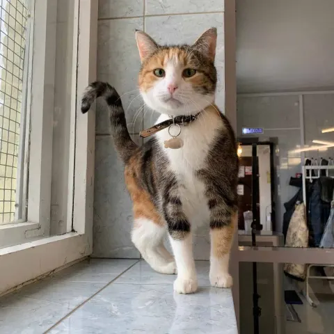 Лизет — кошка Около 9 лет, Санкт-Петербург