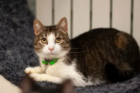 Кубик — кот Около 6 лет, Санкт-Петербург