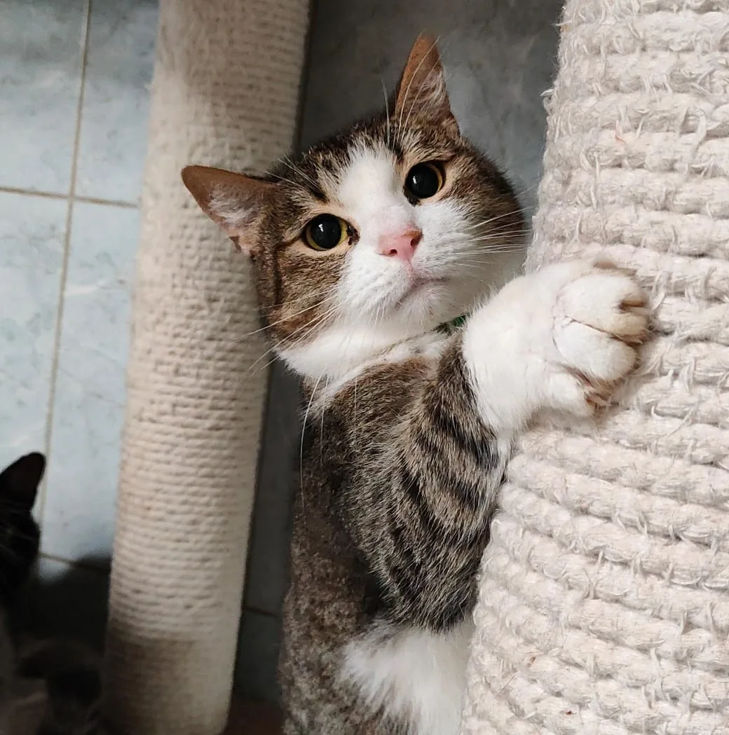 Кошка Кубик, кот, Приют «Преданное сердце», Санкт-Петербург. Фото 11 из 12.