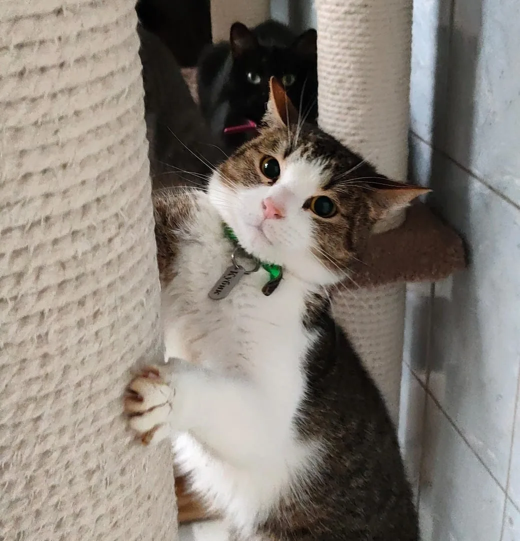 Кошка Кубик, кот, Приют «Преданное сердце», Санкт-Петербург. Фото 12 из 12.