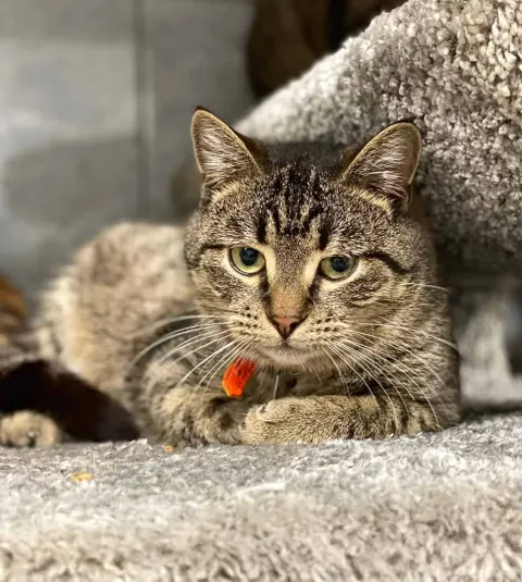 Клиф — кот Около 7 лет, Санкт-Петербург