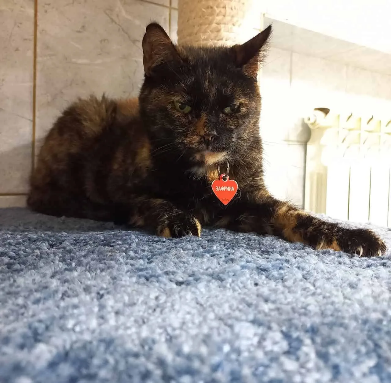 Кошка Зафрина, кошка, Приют «Преданное сердце», Санкт-Петербург. Фото 1 из 11.
