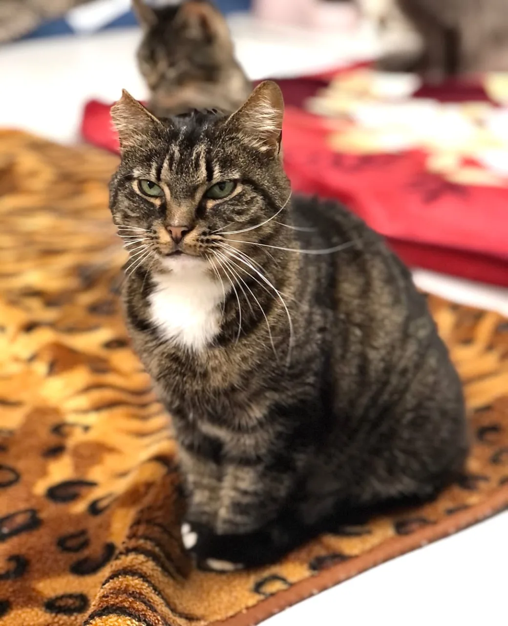 Кошка Ева, кошка, Приют «Преданное сердце», Санкт-Петербург. Фото 2 из 10.