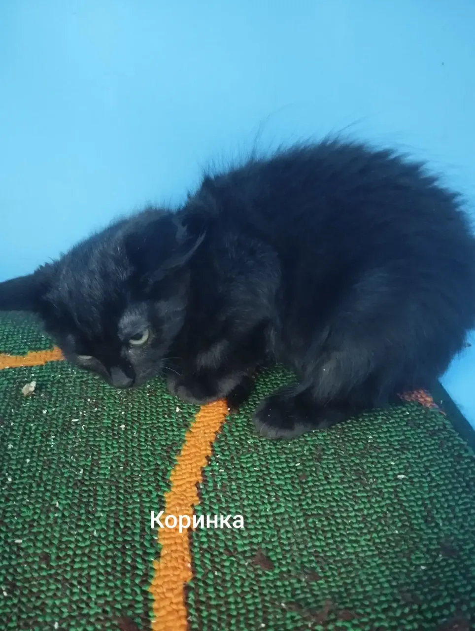 Кошка Коринка, кошка, Приют Малинки (Кожухово), Москва. Фото 1 из 1.