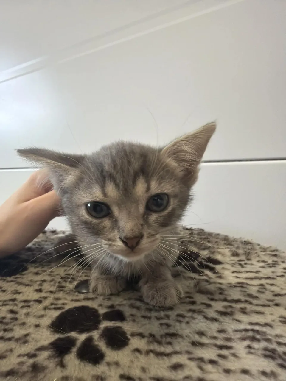 Кошка Петрушка, кошка, Приют Малинки (Кожухово), Москва. Фото 1 из 1.