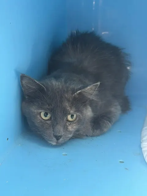 Селядка — кошка Около 3 лет, Москва