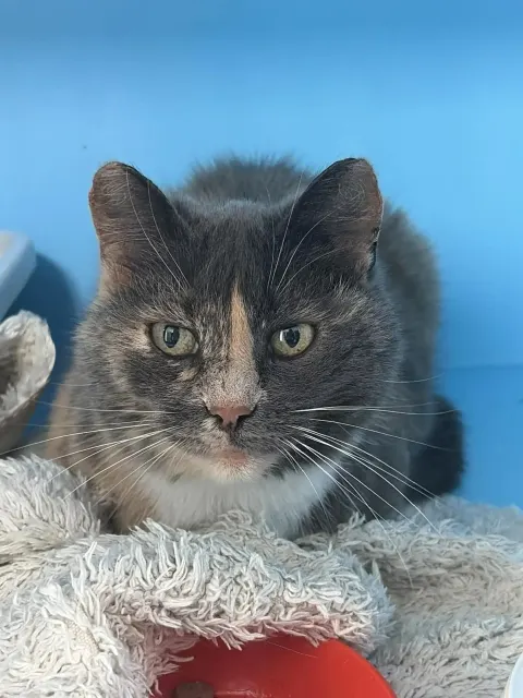 Фрэни — кошка Около 6 лет, Москва