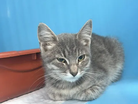 Чиканя — кошка Возраст неизвестен, Москва