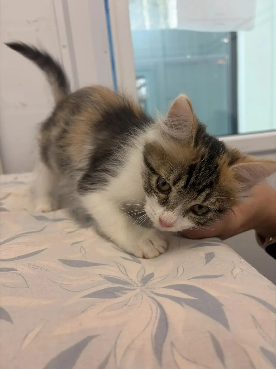 Кошка Щучка, кошка, Приют Малинки (Кожухово), Москва. Фото 1 из 1.