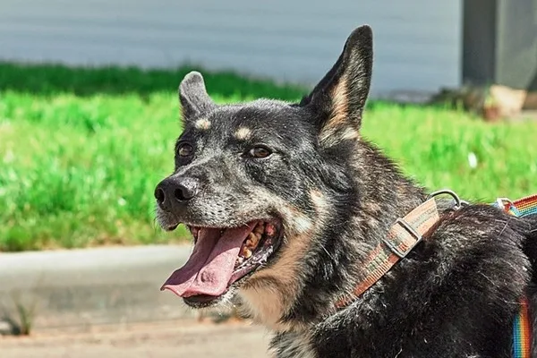 Собака Кузя, кобель, Приют Малинки (Кожухово), Москва. Фото 16 из 20.