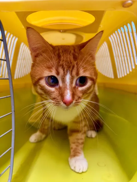 Рилс — кот Около 2 лет, Санкт-Петербург