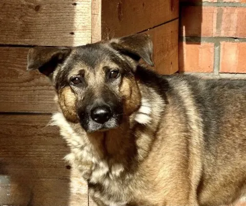 Морган — пёс Около 5 лет, Москва