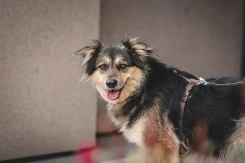 Груша — собака Около 5 лет, Москва
