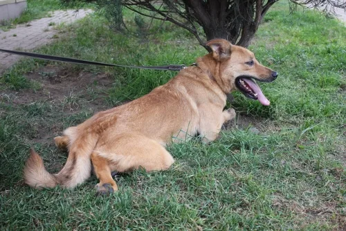 Собака Сникерс, кобель, Приют Малинки (Кожухово), Москва. Фото 7 из 12.