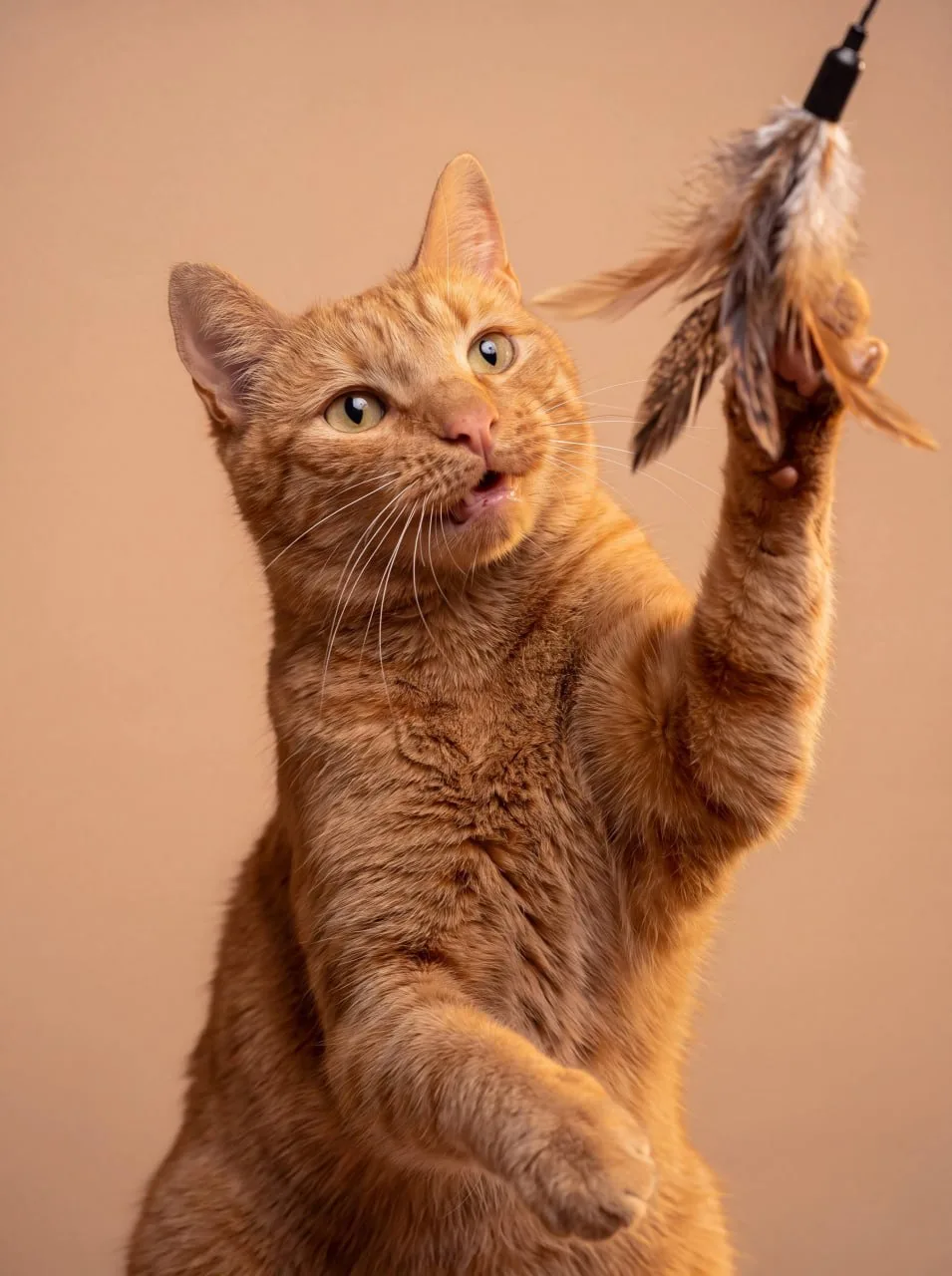 Кошка Персик, кот, Meow Family, Москва. Фото 3 из 5.