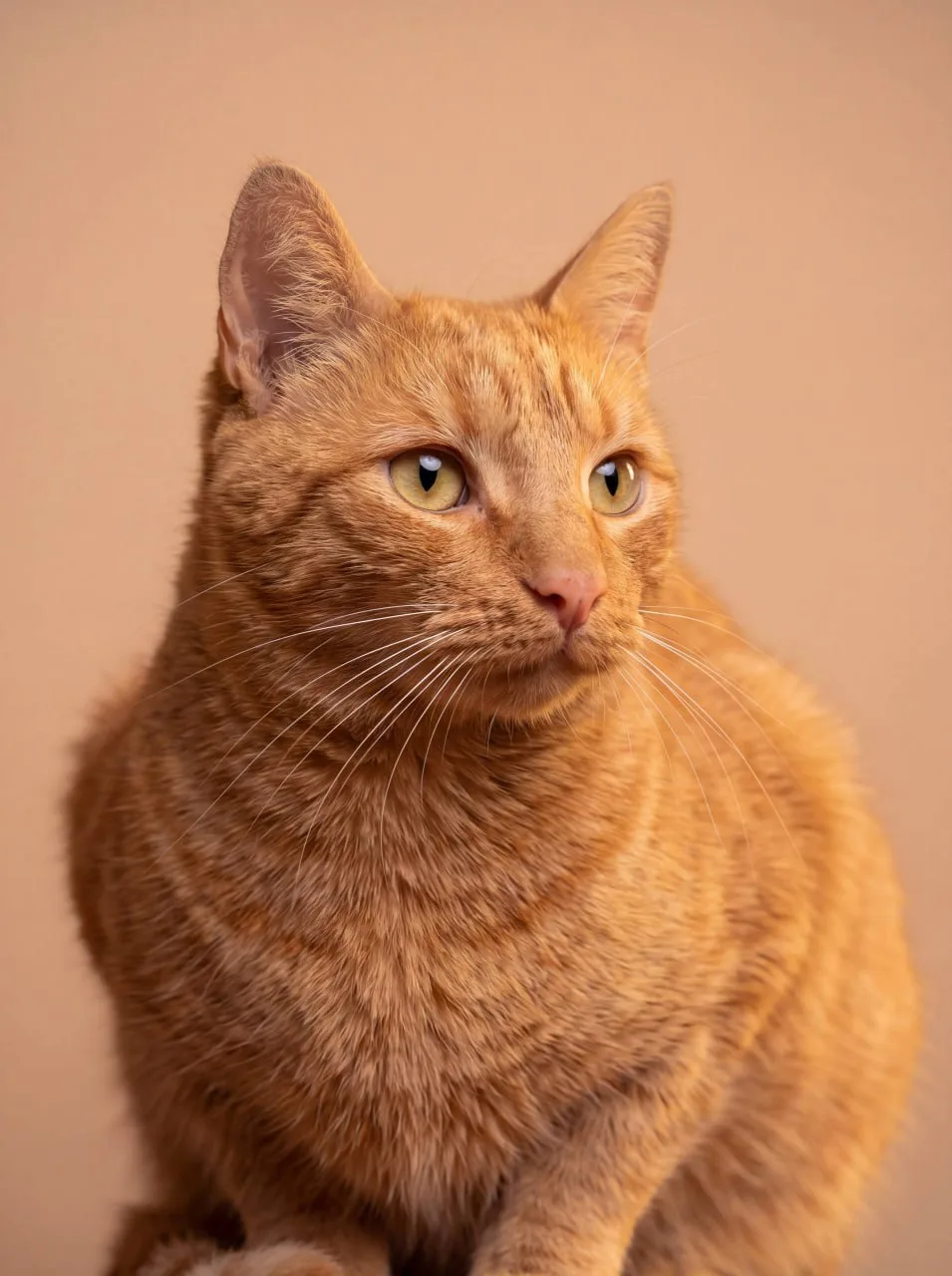 Кошка Персик, кот, Meow Family, Москва. Фото 4 из 5.