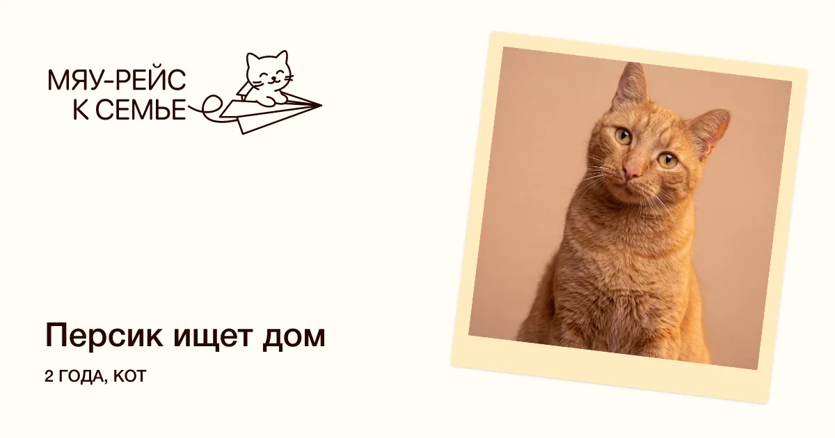 Кошка Персик, кот, Meow Family, Москва. Фото 1 из 5.