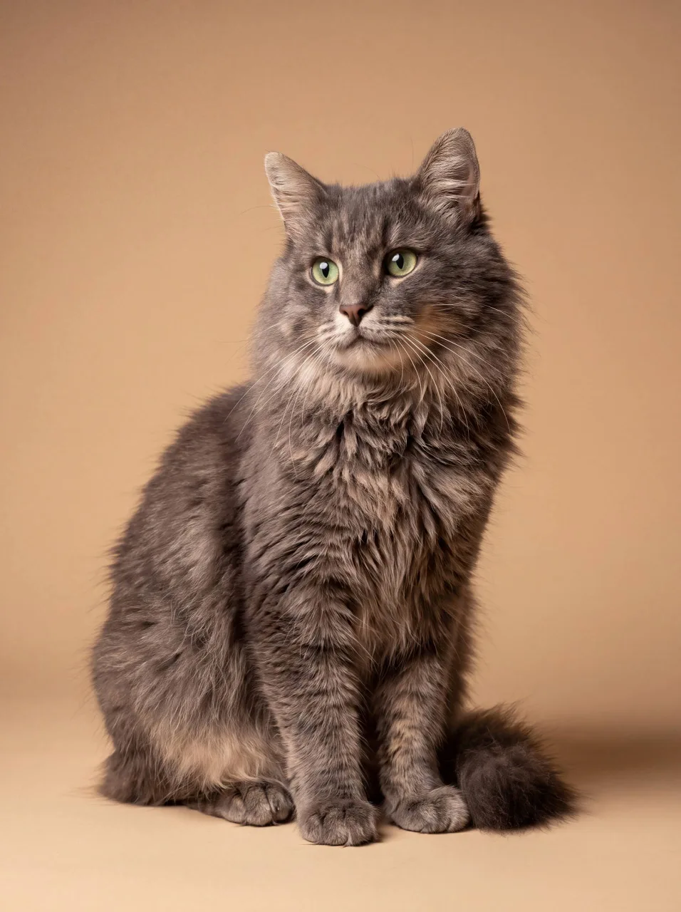 Кошка Шерлок, кот, Meow Family, Москва. Фото 2 из 5.