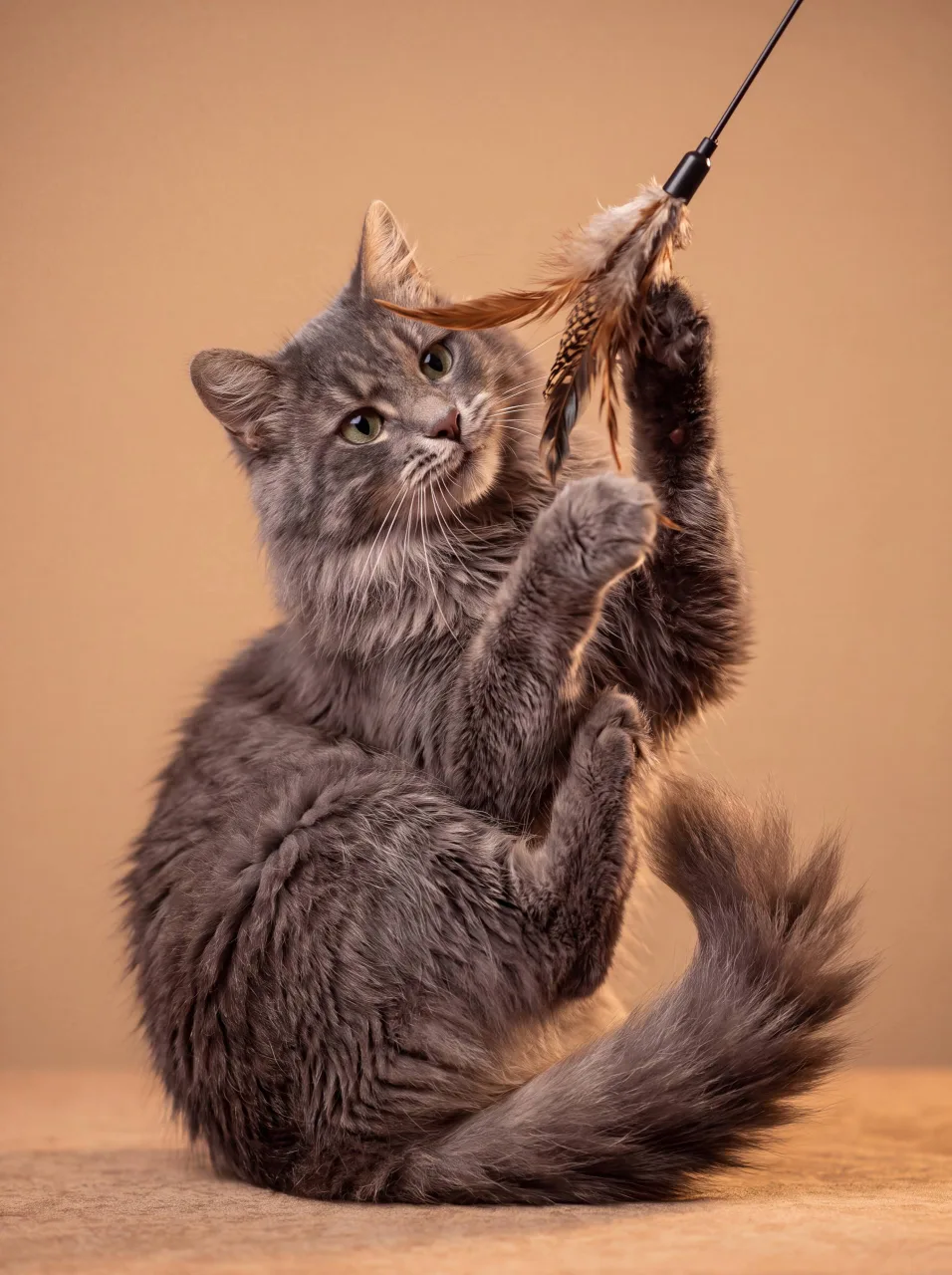 Кошка Шерлок, кот, Meow Family, Москва. Фото 3 из 5.
