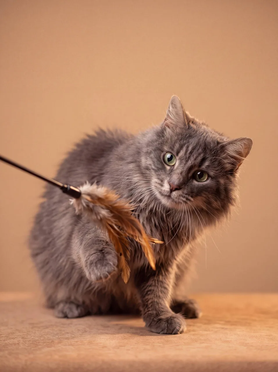 Кошка Шерлок, кот, Meow Family, Москва. Фото 4 из 5.