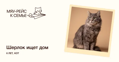 Шерлок — кот Около 6 лет, Москва