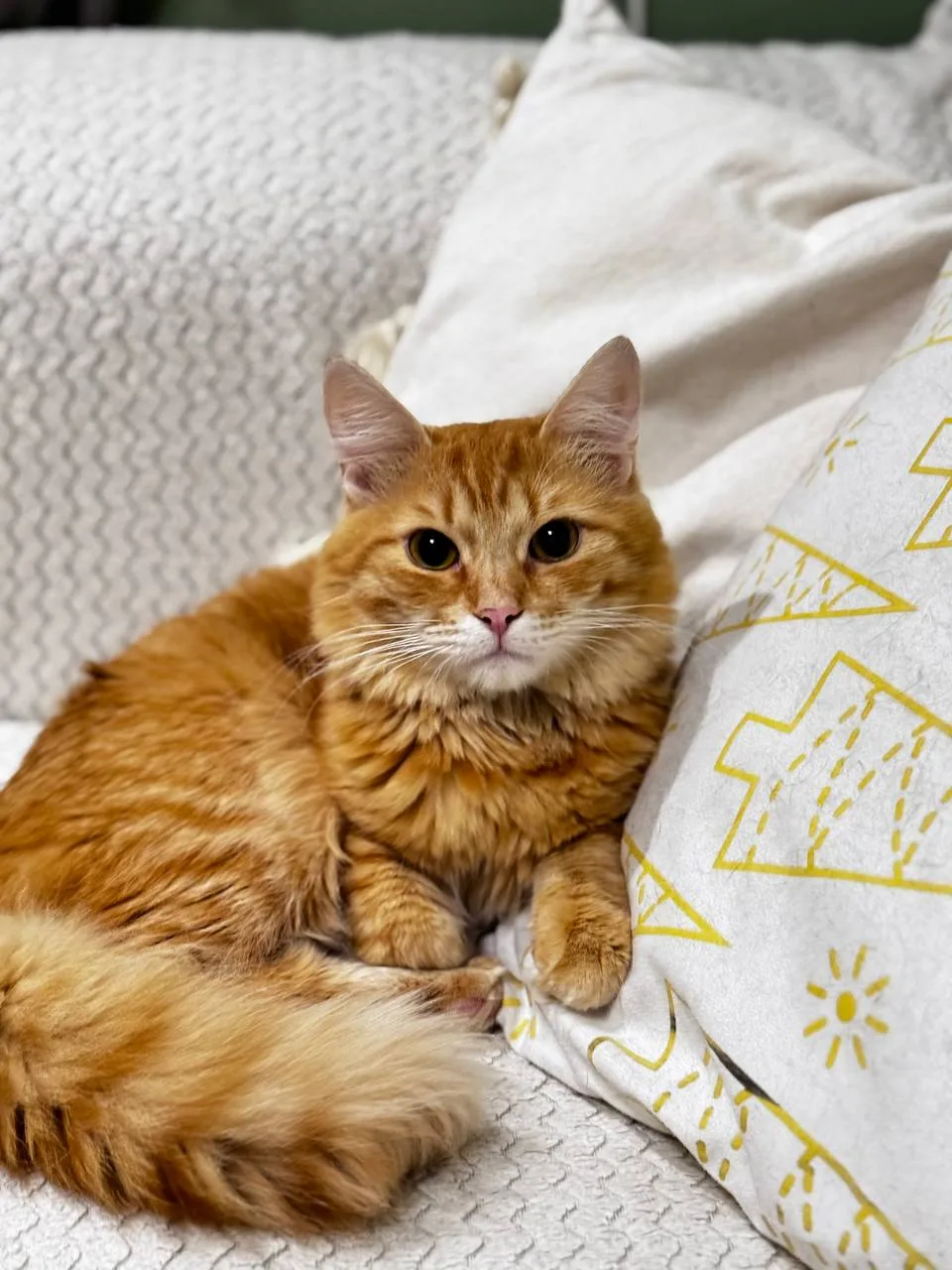 Кошка Юдзу, кот, Meow Family, Москва. Фото 2 из 3.