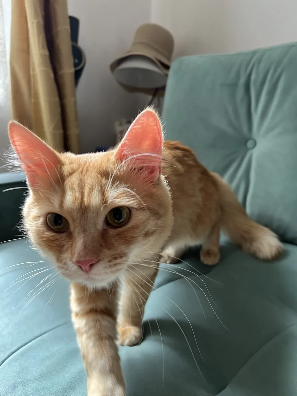 Кошка Юдзу, кот, Meow Family, Москва. Фото 3 из 3.